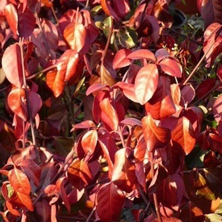 EUONYMUS Fortunei Coloratus CTR 3L