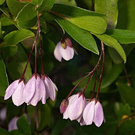 SOLLYA heterophylla Pink...