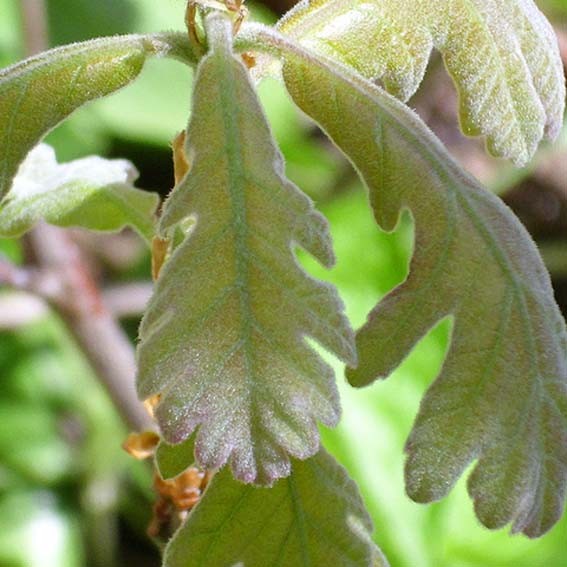 QUERCUS pyrenaica CTR 3L