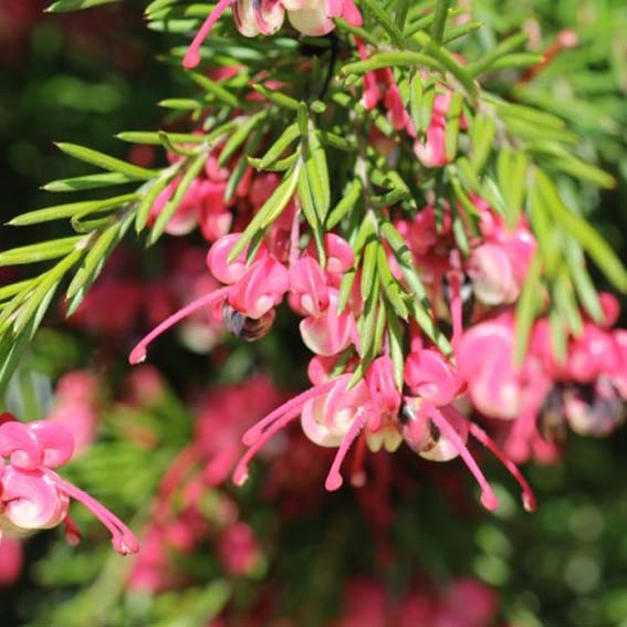 GREVILLEA  rosmarinifolia...